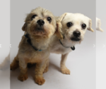 Small Poodle (Miniature) Mix