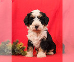 Small Photo #2 Bernedoodle Puppy For Sale in MILLERSBURG, PA, USA