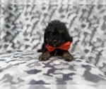 Small #7 Cavapoo (Miniature)