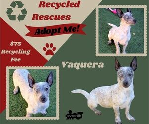 Mutt Dogs for adoption in Lindsay, CA, USA