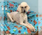 Small #1 Poodle (Standard)