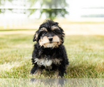 Small Photo #7 Bernedoodle-Poodle (Miniature) Mix Puppy For Sale in SHIPSHEWANA, IN, USA
