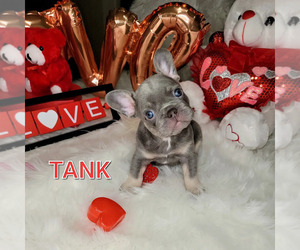French Bulldog Puppy for sale in BAKERSFIELD, CA, USA