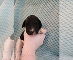 Small Photo #10 Poodle (Standard) Puppy For Sale in CLAYTON, WA, USA