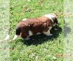 Small #3 Saint Bernard