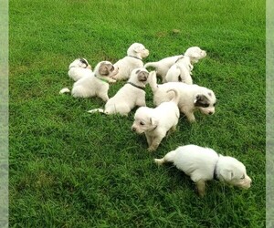 Great Pyrenees Puppy for sale in SMITHVILLE, TX, USA