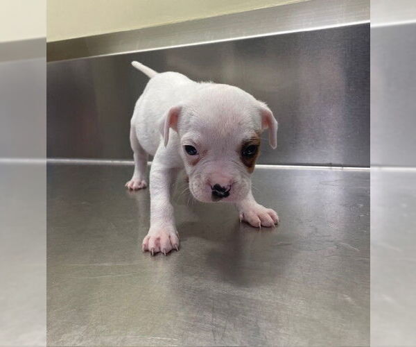 Medium Photo #1 Mutt Puppy For Sale in Lee's Summit, MO, USA