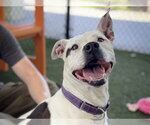 Small #1 American Bulldog