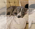 Small #5 American Bulldog Mix