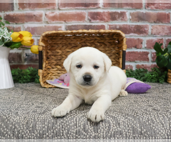 Medium Photo #6 Labrador Retriever Puppy For Sale in SYRACUSE, IN, USA