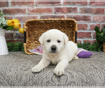 Small #5 Labrador Retriever