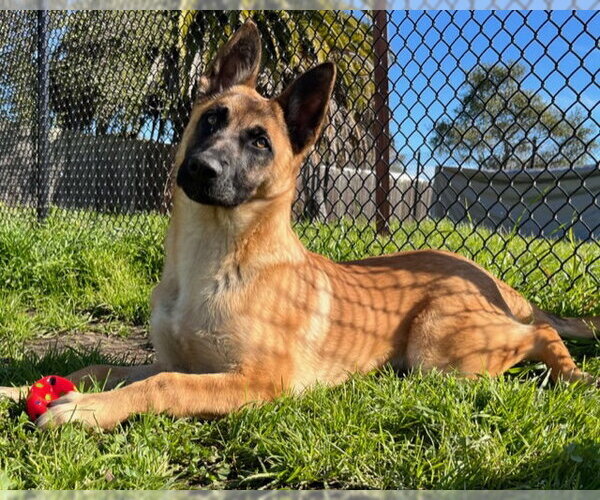 Medium Photo #1 Mutt Puppy For Sale in Santa Cruz, CA, USA
