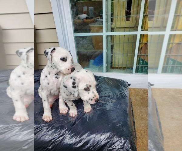 Medium Photo #15 Dalmatian Puppy For Sale in SILVER LAKE, NY, USA