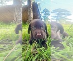 Small Photo #6 Labrador Retriever Puppy For Sale in FLEMING ISLE, FL, USA