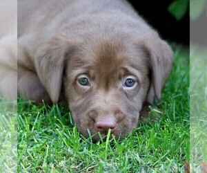 Labrador Retriever Puppy for sale in MYERSTOWN, PA, USA