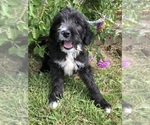 Small #5 Bernedoodle