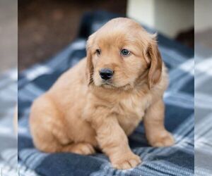 Goldendoodle-Poodle (Miniature) Mix Puppy for sale in NEW HOLLAND, PA, USA