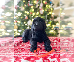 Puppy Snape Goldendoodle
