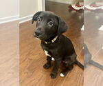 Small #1 Labrador Retriever Mix
