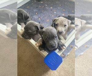 American Pit Bull Terrier Puppy for sale in POINCIANA, FL, USA