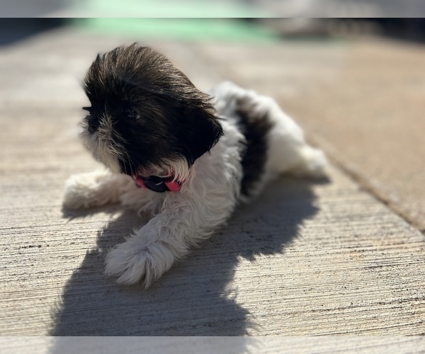 Medium Photo #2 Shih Tzu Puppy For Sale in MOORESVILLE, NC, USA