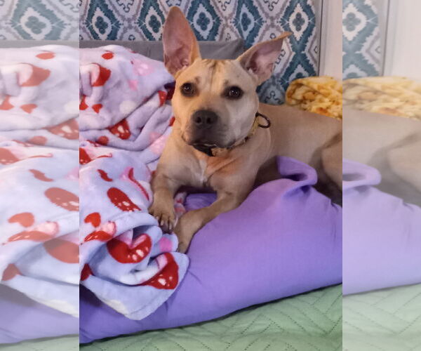 Medium Photo #15 American Pit Bull Terrier-Unknown Mix Puppy For Sale in Murfreesboro, NC, USA