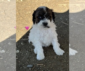 Bernedoodle (Miniature) Puppy for sale in LONGMONT, CO, USA