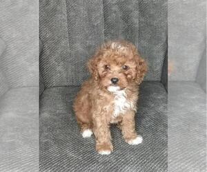 Cavapoo Puppy for sale in FREDERICKSBG, OH, USA