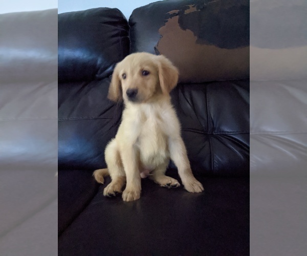 Medium Photo #2 Golden Retriever Puppy For Sale in DAVENPORT, FL, USA