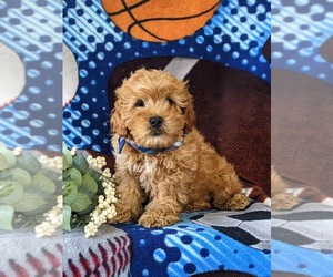 Cavapoo Puppy for sale in NEW PROVIDENCE, PA, USA