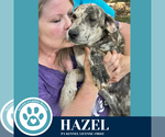 Small Catahoula Leopard Dog-Great Dane Mix