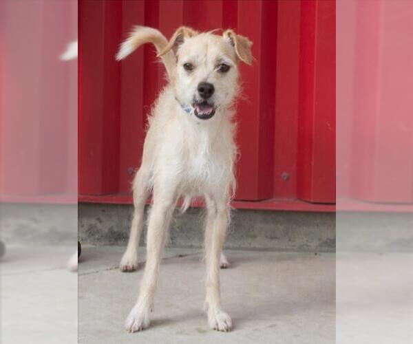 Medium Photo #1 Rat Terrier-Unknown Mix Puppy For Sale in Tracy, CA, USA