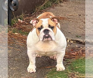 Bulldog Dogs for adoption in Alexander, AR, USA