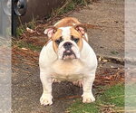 Small Bulldog