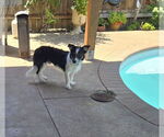 Small Border Collie Mix
