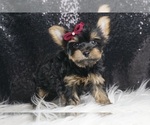 Puppy Sweet Pea Yorkshire Terrier