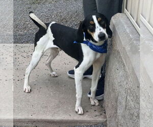 Mutt Dogs for adoption in Low Moor, VA, USA