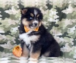 Small Photo #2 Pomeranian-Pomsky Mix Puppy For Sale in LAKELAND, FL, USA