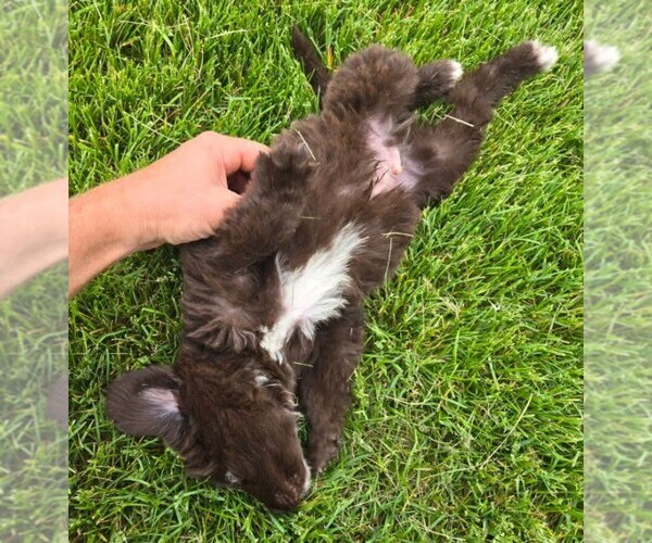 Medium Photo #4 Newfoundland Puppy For Sale in NEW HOLLAND, PA, USA