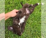 Small #3 Newfoundland