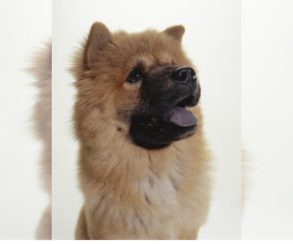 Medium Photo #1 Chow Chow Puppy For Sale in PHOENIX, AZ, USA