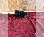 Small Photo #6 Labrador Retriever Puppy For Sale in SABETHA, KS, USA