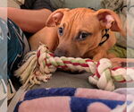 Small #6 Mutt