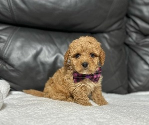 Cavapoo Puppy for sale in CAMPBELLSVILLE, KY, USA
