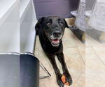 Small #8 Labrador Retriever Mix