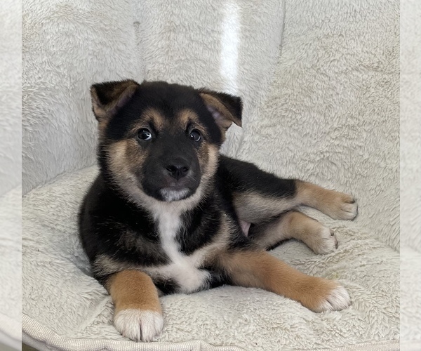 Medium Photo #2 Shiba Inu Puppy For Sale in PANORAMA VILLAGE, TX, USA