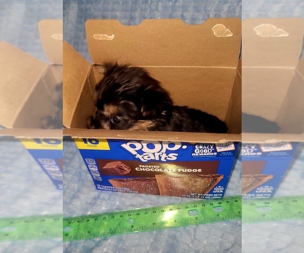 Medium Photo #162 Yorkshire Terrier Puppy For Sale in AKRON, OH, USA