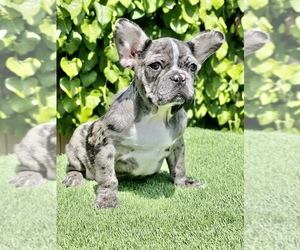 French Bulldog Puppy for sale in SAN DIEGO, CA, USA