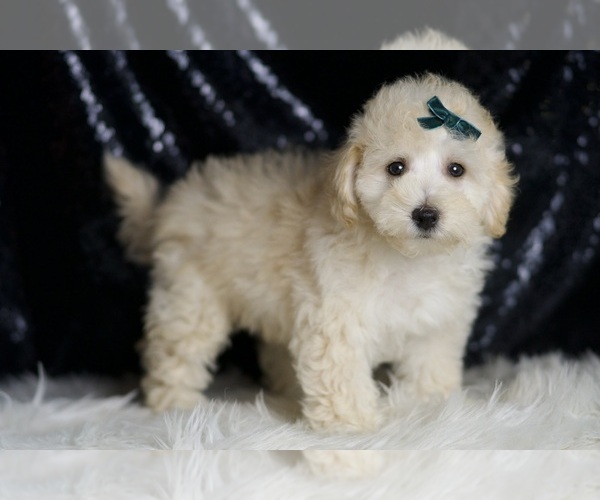 Medium Photo #4 Maltipoo Puppy For Sale in WARSAW, IN, USA