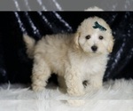 Small #3 Maltipoo